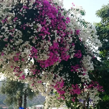 Beyoglu * باتارا